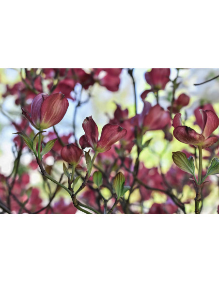 Roter Blut-Hartriegel Bio Gemmotherapie Knospenextrakt Tropfen o. Spray | CORNUS SANGUINEA BIO