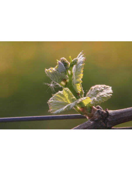 Rote Weinrebe Bio Gemmotherapie ayurvedischer Knospenextrakt Tropfen o. Spray | VITIS VINIFERA BIO