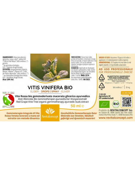 Rote Weinrebe Bio Gemmotherapie ayurvedischer Knospenextrakt Tropfen o. Spray | VITIS VINIFERA BIO