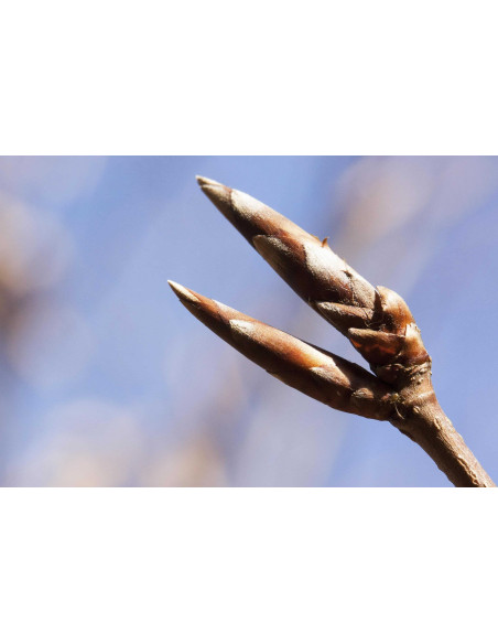 Rotbuche Bio Gemmotherapie Knospenextrakt Tropfen o. Spray | FAGUS SYLVATICA BIO