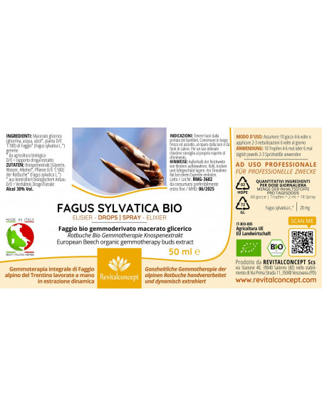 Rotbuche Bio Gemmotherapie Knospenextrakt Tropfen o. Spray | FAGUS SYLVATICA BIO
