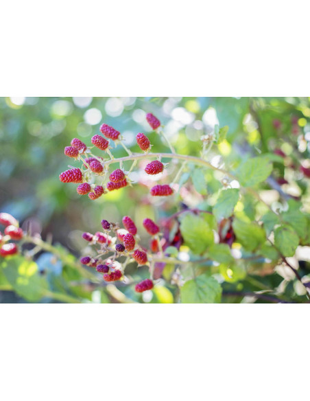 Himbeere Bio Gemmotherapie Knospenextrakt Tropfen o. Spray | RUBUS IDAEUS BIO