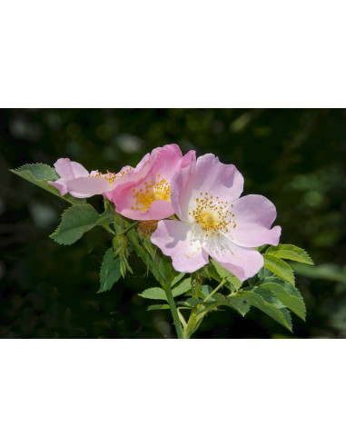 Heckenrose Bio Gemmotherapie Knospenextrakt...