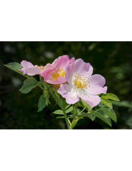 Heckenrose Bio Gemmotherapie Knospenextrakt Tropfen o. Spray | ROSA CANINA BIO