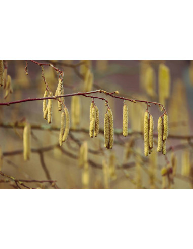 Haselnuss Bio Gemmotherapie Knospenextrakt...