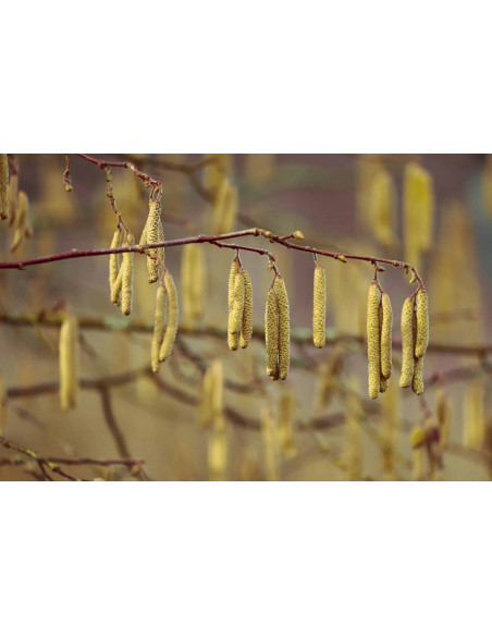 Haselnuss Bio Gemmotherapie Knospenextrakt Tropfen o. Spray | CORYLUS AVELLANA BIO