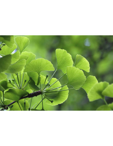 Ginkgo Bio Gemmotherapie Blattknospen Extrakt...