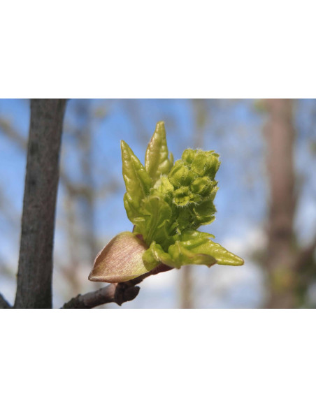 Acero Campestre bio gemmoderivato macerato glicerico gocce o spray | ACER CAMPESTRE BIO