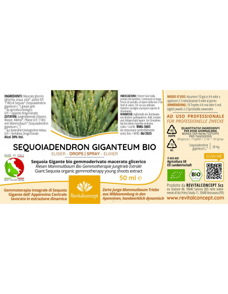 Riesen Mammutbaum Gemmotherapie Jungtrieb Extrakt Tropfen o. Spray | SEQUOIADENDRON GIGANTEUM