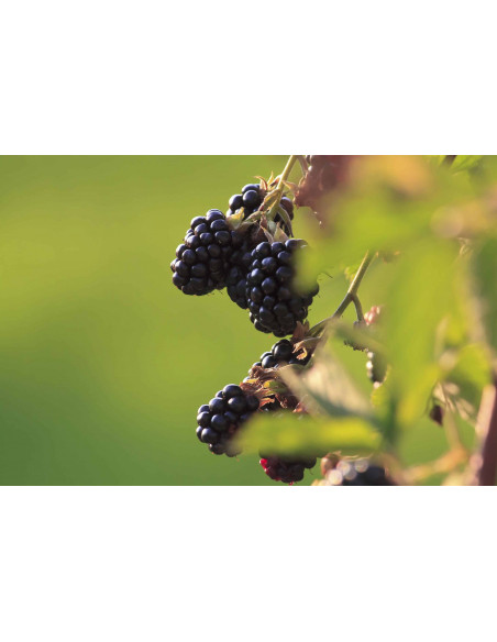 Rovo Mediterraneo bio gemmoderivato macerato glicerico gocce o spray | RUBUS FRUTICOSUS ULMIFOLIUS BIO