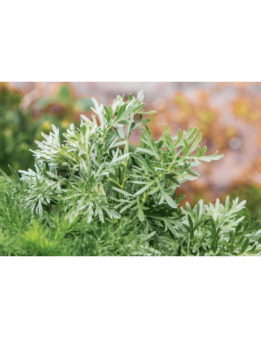 Assenzio bio tintura madre gocce o spray |...