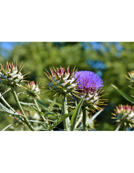Carciofo bio tintura madre gocce o spray | CYNARA SCOLYMUS BIO