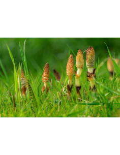 Field Horsetail organic mother tincture drops or spray