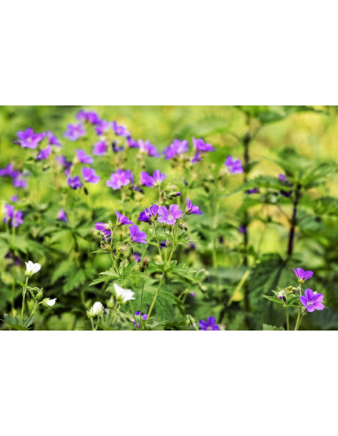 Herb Robert officinal tincture drops or spray |...