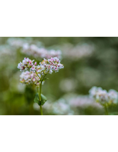 Trifoglio Fibrino tintura madre gocce o spray |...